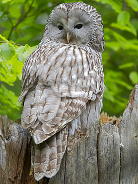 Ural Owl (Strix uralensis). Adult at entrance of nest in hole of a tree. Enclosure in the National Park Bavarian Forest, Europe, Germany, Bavaria