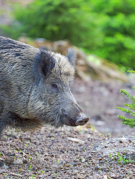 Wild Boar (Sus scrofa) in high forest. Enclosure in the National Park Bavarian Forest, Europe, Germany, Bavaria