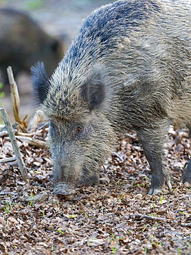 Wild Boar (Sus scrofa) in high forest. Enclosure in the National Park Bavarian Forest, Europe, Germany, Bavaria