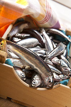 Box of fresh anchovies caught in the sea of Campania; Italy