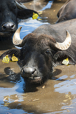 Breeding of semi-wild buffaloes in the Campania plain; Italy