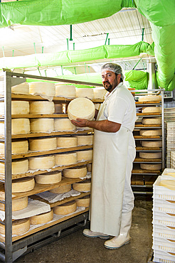 Sant'Antonio Agricultural Cooperative, Dairy company for the production of Strachitunt, typical raw milk cheese, raw paste, possibly blue, produced with whole cow's milk with the two curds technique, milk is obtained about a hundred Brown Alpine cows at 800 meters above sea level, DOP cheese, Val Taleggio valley; Lombardy; Italy; Europe.