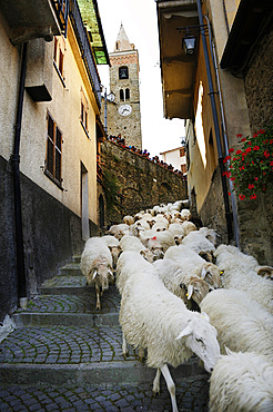 In Mendatica the re-enactment of transhumance takes place when the flocks return from the mountain pastures to the farms at the end of the summer season; Imperia; Liguria, Italy