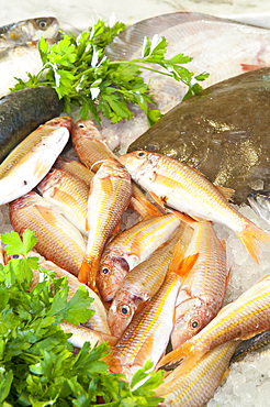 The fish market Pescheria Clelia, in the photo the catch of the day, via Colombo 106; Noli, Savona, Liguria, Italy