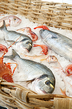 The catch of the day in the small fishing village of Varigotti; Finale Ligure; Savona; Liguria; Italy