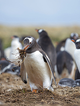 Collecting nesting material. Gentoo penguin (Pygoscelis papua) on the Falkland Islands. South America, January