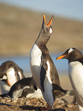 Adult calling. Gentoo penguin (Pygoscelis papua) on the Falkland Islands. South America, January