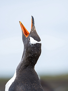 Adult calling. Gentoo penguin (Pygoscelis papua) on the Falkland Islands. South America, January