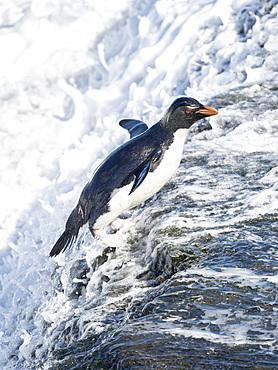 Coming ashore and climbing a steep cliff on Bleaker Island. Rockhopper Penguin (Eudyptes chrysocome), subspecies Southern Rockhopper Penguin (Eudyptes chrysocome chrysocome). South America, Falkland Islands, January