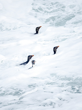 Coming ashore at a steep cliff on Bleaker Island. Rockhopper Penguin (Eudyptes chrysocome), subspecies Southern Rockhopper Penguin (Eudyptes chrysocome chrysocome). South America, Falkland Islands, January