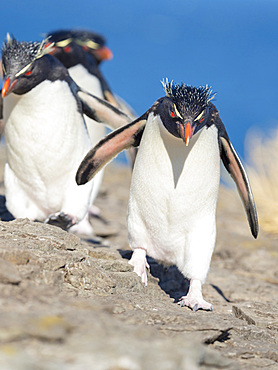 Climbing through a steep and rocky cliff Rockhopper Penguin (Eudyptes chrysocome), subspecies Southern Rockhopper Penguin (Eudyptes chrysocome chrysocome). South America, Falkland Islands, January