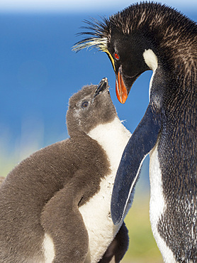 Chick with adult on Bleaker Island. Rockhopper Penguin (Eudyptes chrysocome), subspecies Southern Rockhopper Penguin (Eudyptes chrysocome chrysocome). South America, Falkland Islands, January