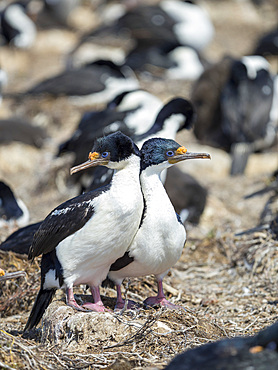 Imperial Shag also called King Shag, blue-eyed Shag, blue-eyed Cormorant (Phalacrocorax atriceps or Leucarbo atriceps) in a huge rookery. South America, Falkland Islands, January