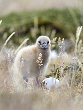 Chick. Falkland Skua or Brown Skua (Stercorarius antarcticus, exact taxonomy is under dispute). They are the great skuas of the southern polar and subpolar region. South America, Falkland Islands, January