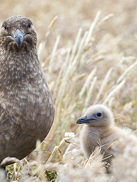 Chick. Falkland Skua or Brown Skua (Stercorarius antarcticus, exact taxonomy is under dispute). They are the great skuas of the southern polar and subpolar region. South America, Falkland Islands, January