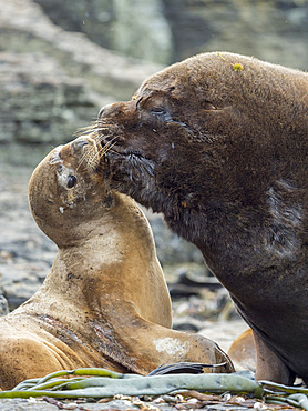 Dominant bull with female ready to mate. South American sea lion (Otaria flavescens, formerly Otaria byronia), also called the Southern Sea Lion or Patagonian sea lion. South America, Falkland Islands