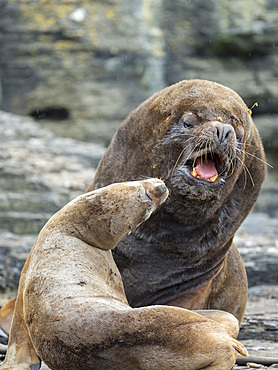 Dominant bull with female ready to mate. South American sea lion (Otaria flavescens, formerly Otaria byronia), also called the Southern Sea Lion or Patagonian sea lion. South America, Falkland Islands