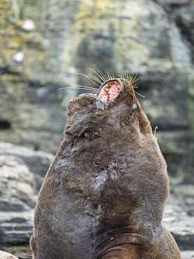 Dominant bull. South American sea lion (Otaria flavescens, formerly Otaria byronia), also called the Southern Sea Lion or Patagonian sea lion. South America, Falkland Islands