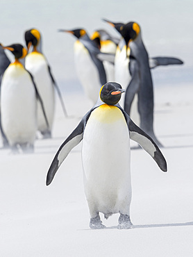 King Penguin (Aptenodytes patagonicus) on the Falkland Islands in the South Atlantic. South America, Falkland Islands, January