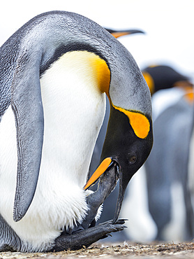 Feeding of a chick, which rests on the feet of a parent. King Penguin (Aptenodytes patagonicus) on the Falkland Islands in the South Atlantic. South America, Falkland Islands, January