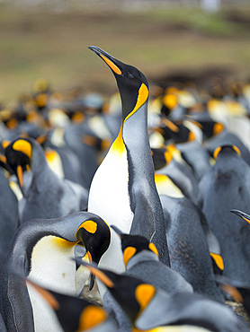 Adult runnig through rookery while being pecked at by neighbours. King Penguin (Aptenodytes patagonicus) on the Falkland Islands in the South Atlantic. South America, Falkland Islands, January