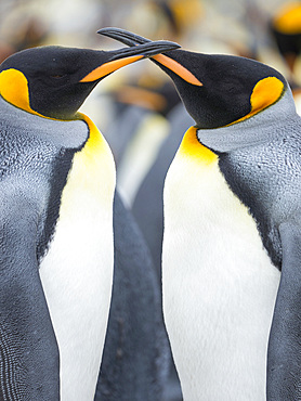 King Penguin (Aptenodytes patagonicus) on the Falkland Islands in the South Atlantic. South America, Falkland Islands, January