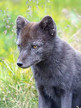 Arctic Fox (Vulpes lagopus, Alopex lagopus), Melrakkasetur Islands. Polar regions, Iceland, Westfjords