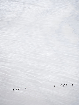 Group on empty beach. Magellanic Penguin (Spheniscus magellanicus). South America, Falkland Islands, January