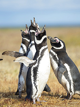 Social interaction and behaviour in a group. Magellanic Penguin (Spheniscus magellanicus). South America, Falkland Islands, January