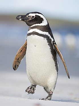 Magellanic Penguin (Spheniscus magellanicus). South America, Falkland Islands, January