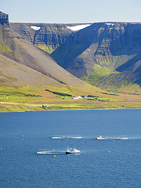 Landscape at fjord Dyrafjoerdur. Fish cages and aquaculture. The remote Westfjords (Vestfirdir) in north west Iceland. Europe, Scandinavia, Iceland