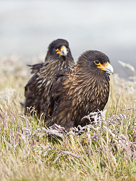 Adult, with typical yellow skin in face. Striated Caracara or Johnny Rook (Phalcoboenus australis), protected, endemic to the Falklands and highly intelligent bird of prey. South America, Falkland Islands, January