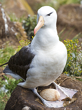 Adult with egg on tower shaped nest. Black-browed albatross or black-browed mollymawk (Thalassarche melanophris). South America, Falkland Islands, January