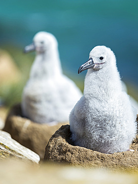 Chick on tower shaped nest. Black-browed albatross or black-browed mollymawk (Thalassarche melanophris). South America, Falkland Islands, January