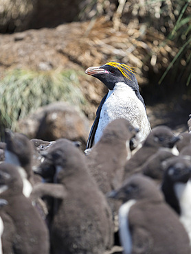 Macaroni Penguin (Eudyptes chrysolophus) in colony of Southern Rockhopper Penguins (Eudyptes chrysocome) on the Falkland Islands, Bleaker Island. Macaroni Penguins are rare visitors on the Falkland Islands. South America, Subantarctica, Falkland Islands