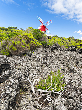 Traditional windmill near Sao Joao. Pico Island, an island in the Azores (Ilhas dos Acores) in the Atlantic ocean. The Azores are an autonomous region of Portugal. Europe, Portugal, Azores