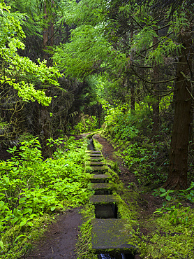 Levada, traditional irrigation channel near Cabeco Gordo in dense forest. Faial Island, an island in the Azores (Ilhas dos Acores) in the Atlantic ocean. The Azores are an autonomous region of Portugal.