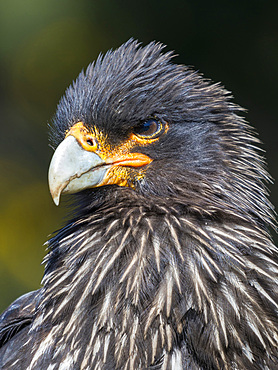 Falkland Caracara or Johnny Rook (Phalcoboenus australis), protected and highly intelligent bird of prey. South America, Falkland Islands, Carcass Island