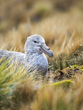 Southern Giant Petrel (Macronectes giganteus) on nest in Godthul on south Georgia. Antarctica, Subantarctica, South Georgia, October