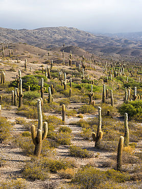 National Park Los Cardones in the region Valles Calchaquies near Cachi, province salta. The NP is protecting the cactus Cardon ( Echinopsis atacamensis ). South America, Argentina, Cachi, November