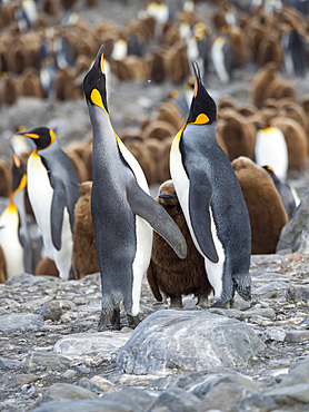 King Penguin (Aptenodytes patagonicus) on the island of South Georgia, the rookery in St. Andrews Bay. Feeding behaviour. Antarctica, Subantarctica, South Georgia