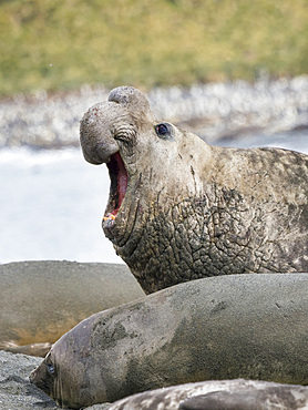 Southern elephant seal (Mirounga leonina), bull on beach showing threat behaviour. Antarctica, Subantarctica, South Georgia, October