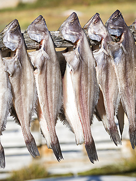 Halibut drying. The Inuit village Oqaatsut (once called Rodebay) located in the Disko Bay. America, North America, Greenland, Denmark