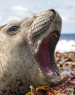 Southern elephant seal (Mirounga leonina), male, after breeding period on the Falkland Islands. South America, Falkland Islands, January