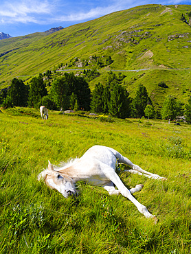 Foal of a Haflinger Horse on its mountain pasture (Shieling) in the Oetztal Alps in the Rofen Valley near Vent. Europe, Austria, Tyrol