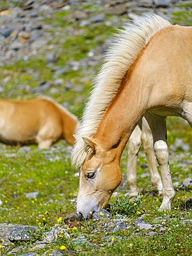 Haflinger Horse on its mountain pasture (Shieling) in the Oetztal Alps (Obergurgl, Rotmoostal). Europe, Austria, Tyrol