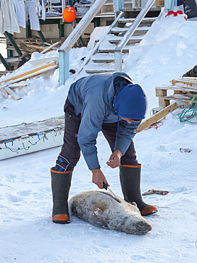 Skinning of a hunted seal. The traditional and remote greenlandic inuit village Kullorsuaq, Melville Bay, part of Baffin Bay. America, North America, Greenland, Danish territory