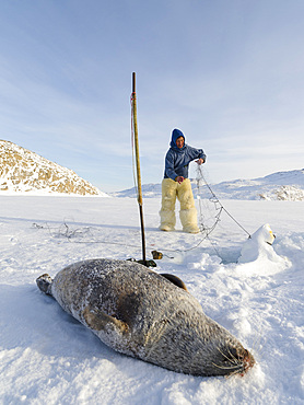 Harvesting a seal from a trap underneath the sea ice. Inuit hunter wearing traditional trousers and boots made from polar bear fur, Melville Bay near Kullorsuaq in North Greenland. North America, danish teritorry