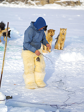 Harvesting a seal from a trap underneath the sea ice. Inuit hunter wearing traditional trousers and boots made from polar bear fur, Melville Bay near Kullorsuaq in North Greenland. North America, danish teritorry