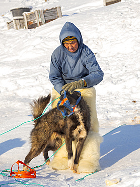 Harnessing the sled dogs. The hunter is wearing traditionl trousers and boots made from polar bear fur. The traditional and remote greenlandic inuit village Kullorsuaq, Melville Bay, part of Baffin Bay. America, North America, Greenland, Danish territory